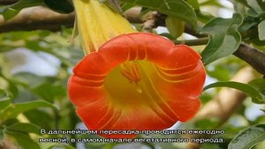 Бругмансия — когда зацветает цветок