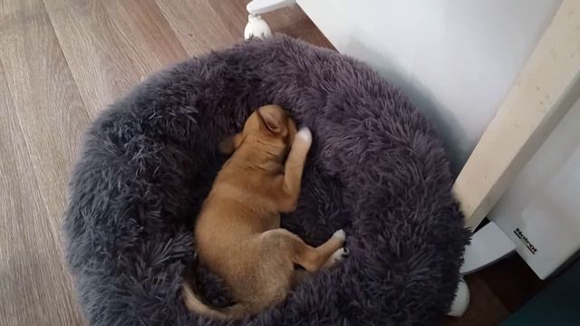 Обустраиваем своё "Гнёздышко" смотреть онлайн