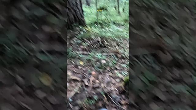 Находка в лесу #металлоискатель #находка #копметаллолома