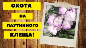 Будем искать клеща на фиалках. Микроскоп-насадка на телефон. Сорта Sugar Plum Dream и АВ Метаморфоза