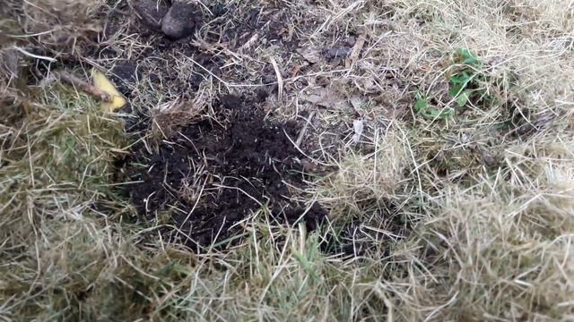 ПОМИДОРЫ: подвязкамульчированиепасынкование и опыление