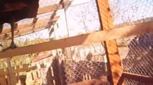 Мои молодые павлины Принц и Павлина\ Содержание павлинов