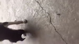 ￼ оса Против Собаки