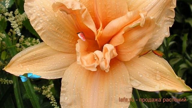 Лилейник гибридный Дабл Дрим (hemerocallis) ? обзор: как сажать, луковицы лилейника Дабл Дрим смотреть онлайн