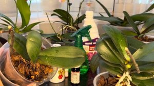 Ура!!! Супер результаты  (Аминостим и Радифарм для Орхидей )