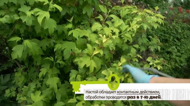 Эти 2 сорняка пригодятся для подкормок и обработок от вредителей. Вы удивитесь! смотреть онлайн