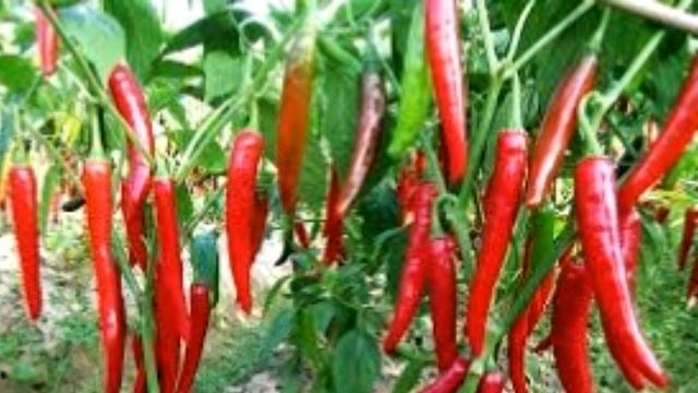 Перец горький не горчит? В чем причина?? смотреть онлайн