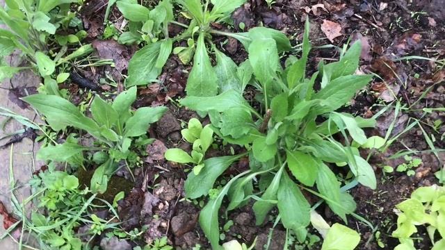 Высаживаю рассаду из теплицы ( капуста бархатцы подсолнухи салат / огород смотреть онлайн