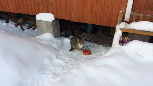 Мои кошки-бездомные голодные друзья... смотреть онлайн