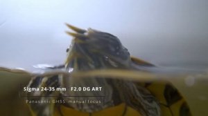 Тест футаж sigma 24 35 f2 0 ART + panasonic GH5 / Test sigma 24 35 f2 0 ART + panasonic GH5