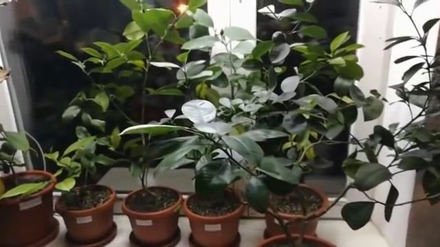 Домашняя оранжерея! Цветоводство! Комнатные цветы! Садоводство! Орхидеи фаленопсис! Адениум //1