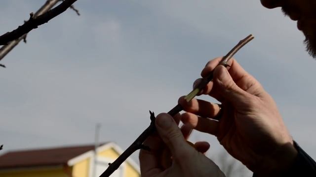 Прививка сливы Мастер класс смотреть онлайн