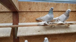 Бойные голуби. Мои павлодарские бусые и молоканы.