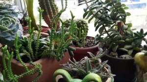 Коллекция кактусов и суккулентов.Тема- ответы на вопросы...