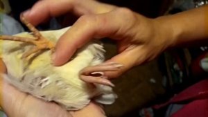 Как определить пол перепелов/Чем отличается самка от самца/QUAILS/How to tell males from females