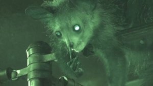 Учёные впервые засняли, как мадагаскарская руконожка больше минуты ковыряется в носу пальцем