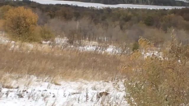 Кабаны Самарская лука смотреть онлайн