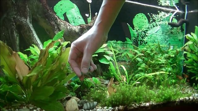 Tetra Planta Min Опыт использования удобрения. Experience in the use of fertilizers смотреть онлайн