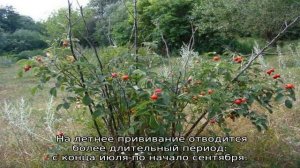 Прививка розы на шиповник летом