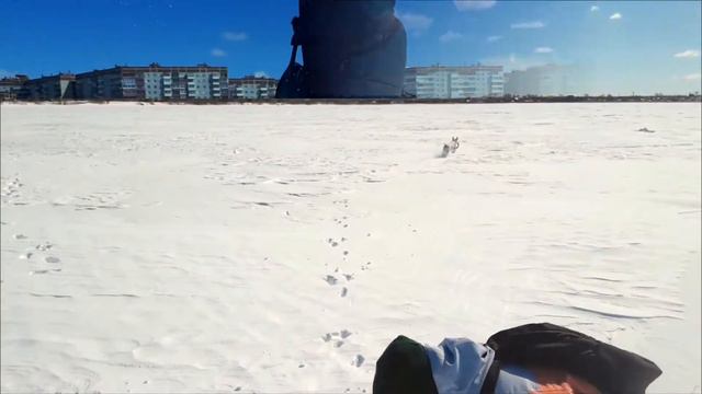 Bullterrier Tsar/Бультерьер Царь. "ЦАРЬ | Production" представляет "ГулятьИграть"