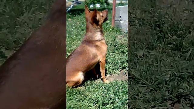 Дрессировка Арчи. Маринин пёсик. смотреть онлайн