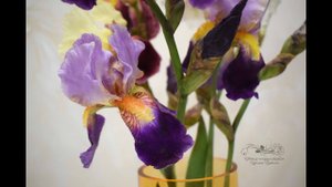 Ирис бородатый.  Обзор инструментов для лепки ириса из холодного фарфора