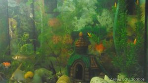 Мой аквариум мои любимые рыбки скалярии и золотые