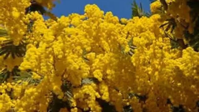 34   МЕЛОДИИ ЦВЕТОВ МИМОЗА