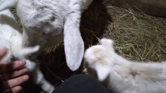 окот козы прошёл успешно / сколько козлят родилось / как назвали смотреть онлайн