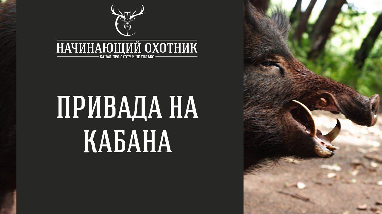 Привада на кабана #ОХОТА