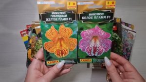 СУПЕР ЦВЕТЫ ДЛЯ ПОСАДКИ В ТЕНИ! Растут БЕЗ СОЛНЦА И УХОДА!