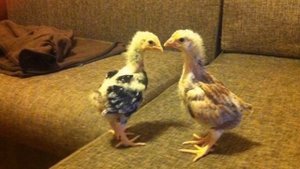 Разведение Загорской Лососевой породы кур как бизнес идея | Птицеводство | Куры Загорские лососевые