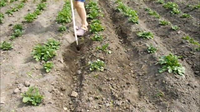 Картофель 21 июня смотреть онлайн