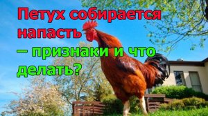 Петух собирается напасть – признаки и что делать?