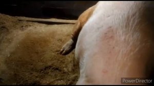 Ландрас и Пьетрен-это порода свиней! В гостях у свиновода! Хряк от 250 до350 килограмм! Монстр! Кор