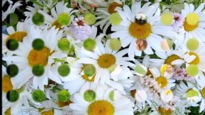 Ромашковое поле