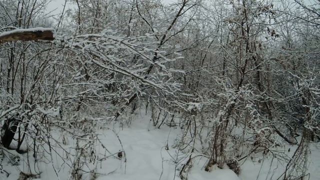 Winter Forest пример стабилизации для экшн-камеры смотреть онлайн