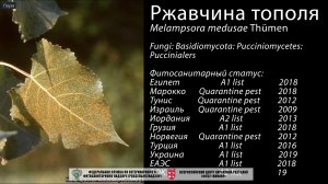 Ржавчина тополя (Melampsora medusae Thümen)