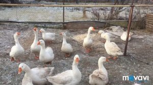 Подстилка от которой гусям не страшны морозы/содержание гусей в уличных загонах зимой/