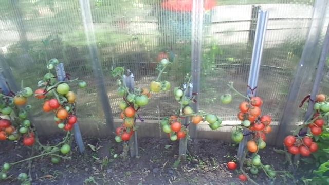 ТОМАТ ШТАМБОВЫЙ ЗАСОЛОЧНЫЙ. ОБЗОР В ОТКРЫТОМ ГРУНТЕ. Ольга Чернова. смотреть онлайн