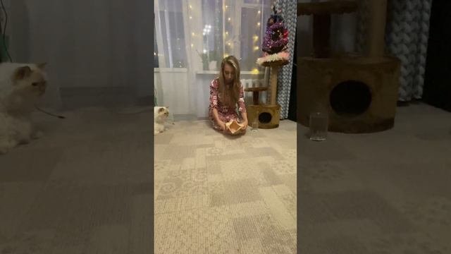 Видео обзор наполнителя для туалета комкующийся HOMECAT Ecoline Персик - его можно смывать в унитаз