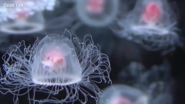 Поразительные прозрачные животные! Они как будто из стекла... смотреть онлайн