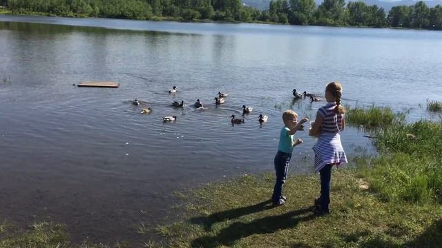Егор Мальцев 5 лет кормит уток смотреть онлайн