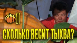 Как без весов измерить вес гигантской тыквы? Промежуточный замер, возраст 50 дней