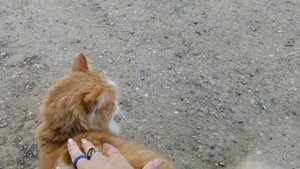 котик рыжий пушистый часть 1