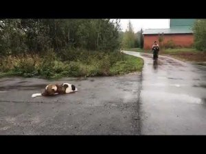 Выдержка Собаки