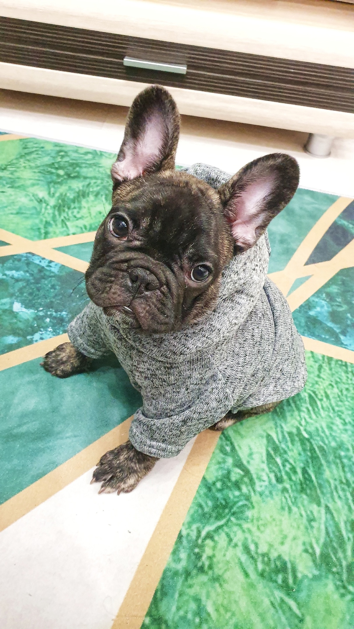 Французский бульдог French buldog _Перчик_ пчелка ЖУЖУ