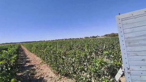 Виноград Винсавхоз//газель//