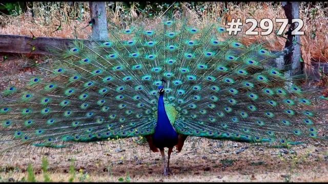 #2972. Павлины (В мире животных) смотреть онлайн