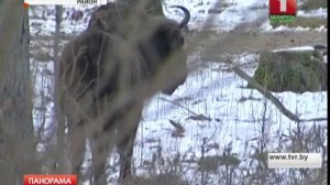 Зубров Беловежской пущи все чаще можно встретить на полях